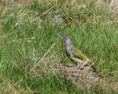 Picus viridis