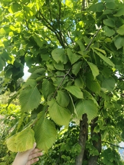 Ulmus laevis