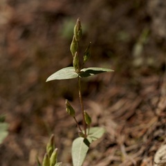 Gentianella
