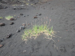 Leymus ajanensis