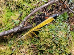 Colaptes auratus luteus