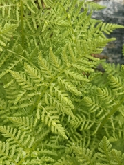 Athyrium americanum