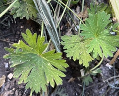 Geranium pratense
