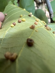 Caryomyia