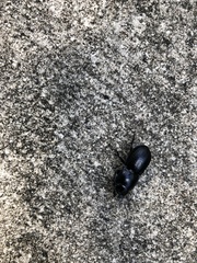 Pasimachus sublaevis