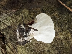 Loweomyces fractipes