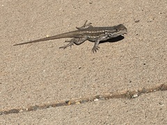 Sceloporus tristichus