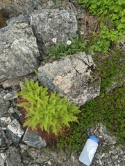 Athyrium americanum