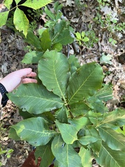 Caryomyia