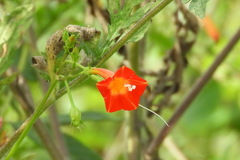 Ipomoea coccinea