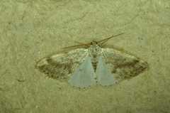 Lomographa semiclarata