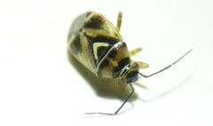 Orthops kalmii