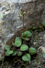 Pyrola chlorantha