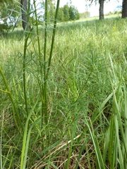 Peucedanum morisonii