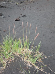 Leymus ajanensis