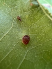 Caryomyia
