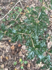 Osmanthus heterophyllus