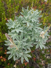 Lupinus arcticus