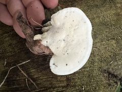 Loweomyces fractipes