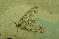 Cladara limitaria