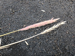Leymus ajanensis
