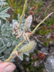 Lupinus arcticus