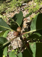 Amphibolips