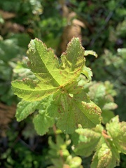 Acer circinatum