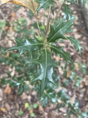 Osmanthus heterophyllus