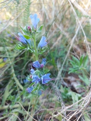 Echium vulgare