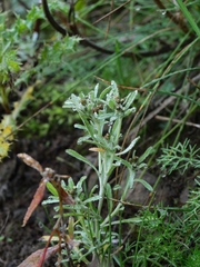 Gnaphalium uliginosum