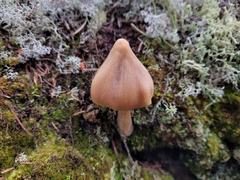 Entoloma strictius
