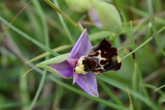 Ophrys fuciflora