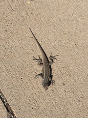 Sceloporus tristichus