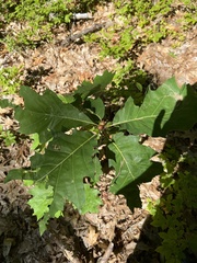 Amphibolips