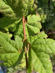 Acer circinatum