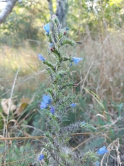 Echium vulgare