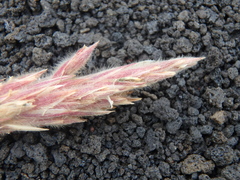Leymus ajanensis