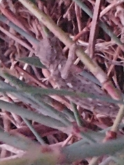 Chamaeleo chamaeleon