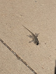 Sceloporus tristichus