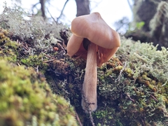 Entoloma strictius