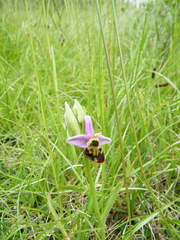 Ophrys fuciflora