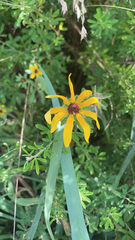 Helianthus angustifolius