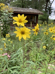 Helianthus giganteus
