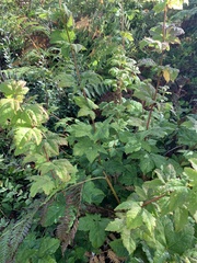 Acer circinatum
