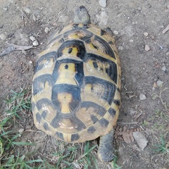 Testudo hermanni