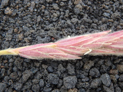 Leymus ajanensis