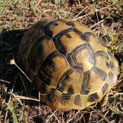 Testudo hermanni