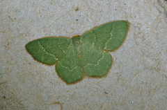Thalera pistasciaria