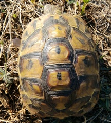 Testudo hermanni